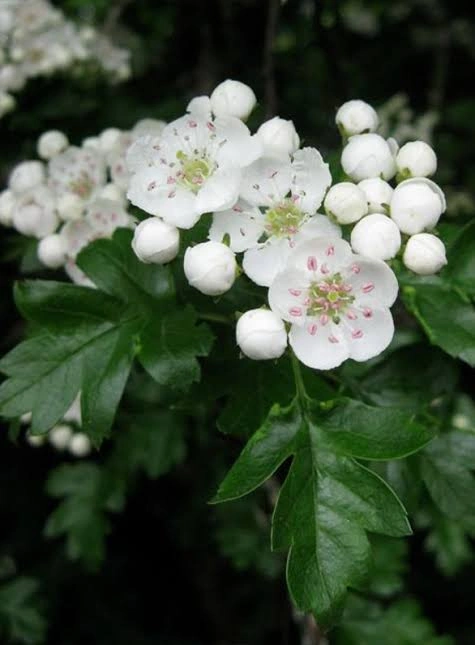 Hawthorn & Garlic for Heart Health, Explained