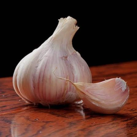 Garlic Bulb botanical ingredient