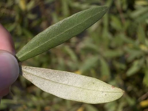 Olive Leaf botanical ingredient