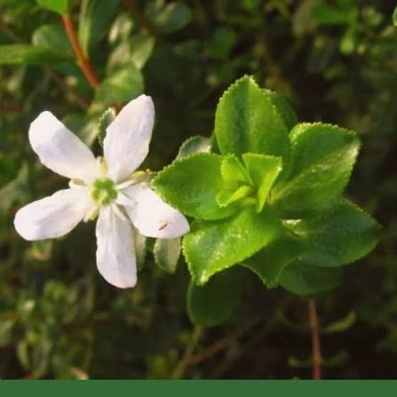 Buchu Leaf botanical ingredient
