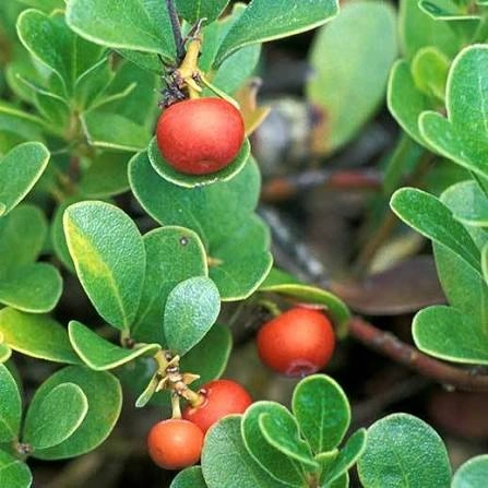 Uva Ursi Leaf botanical ingredient
