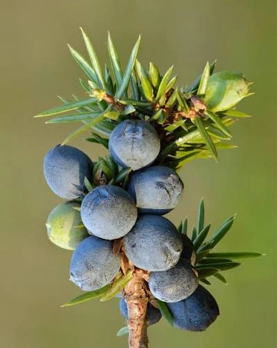 Juniper Berry botanical ingredient